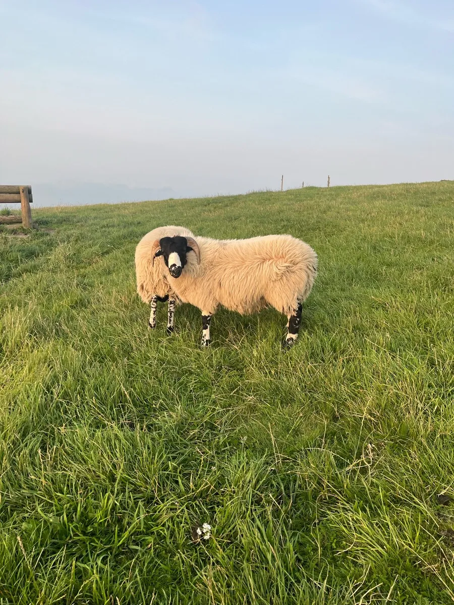 Pb roughfell ram lambs - Image 3