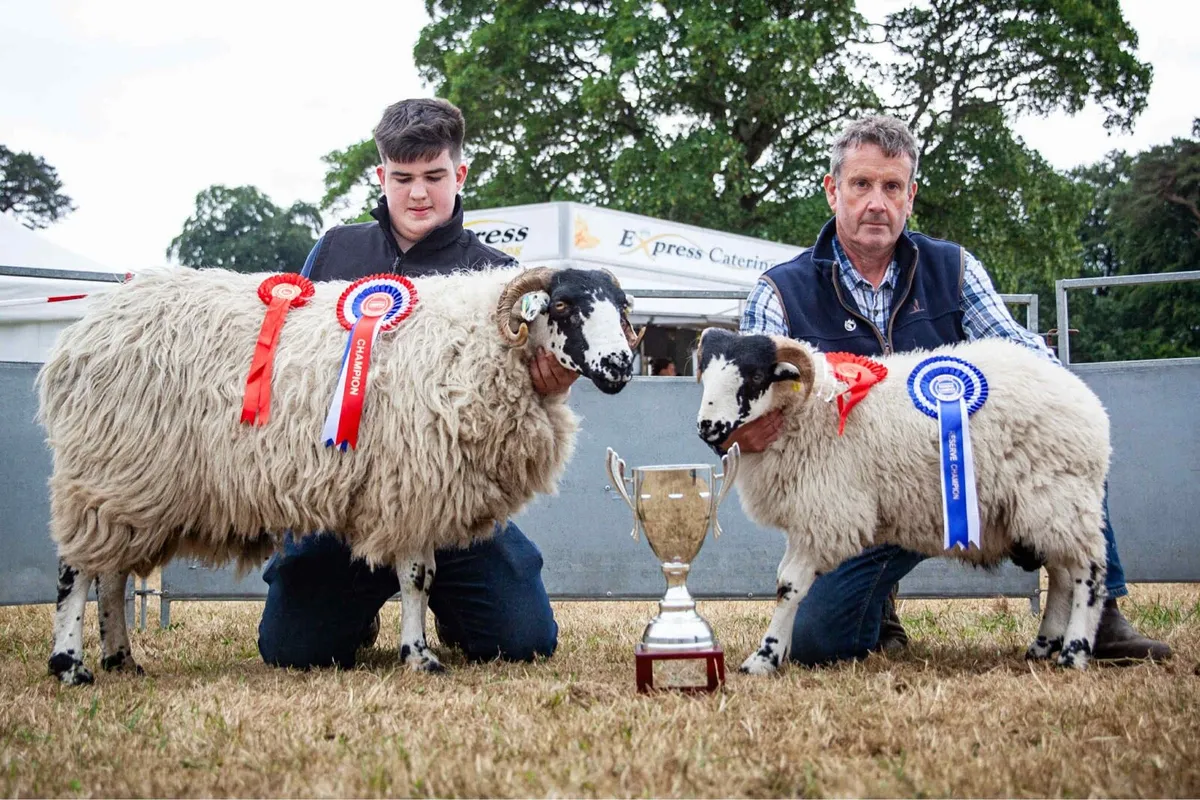 Pb roughfell ram lambs - Image 4