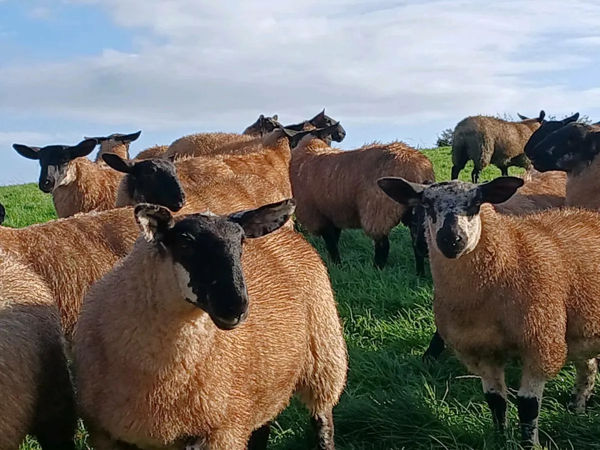 Ewe Lambs - Image 2