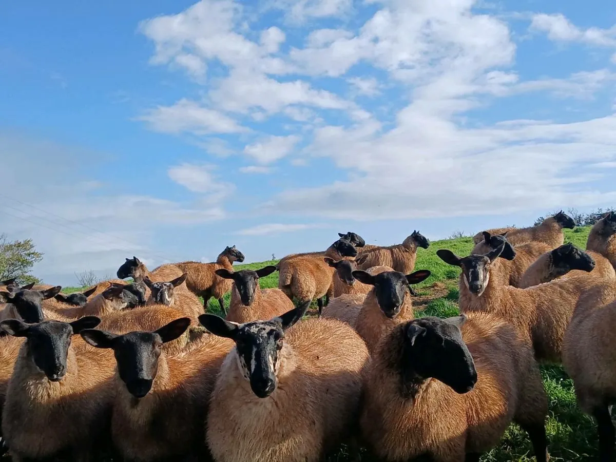 Ewe Lambs - Image 3