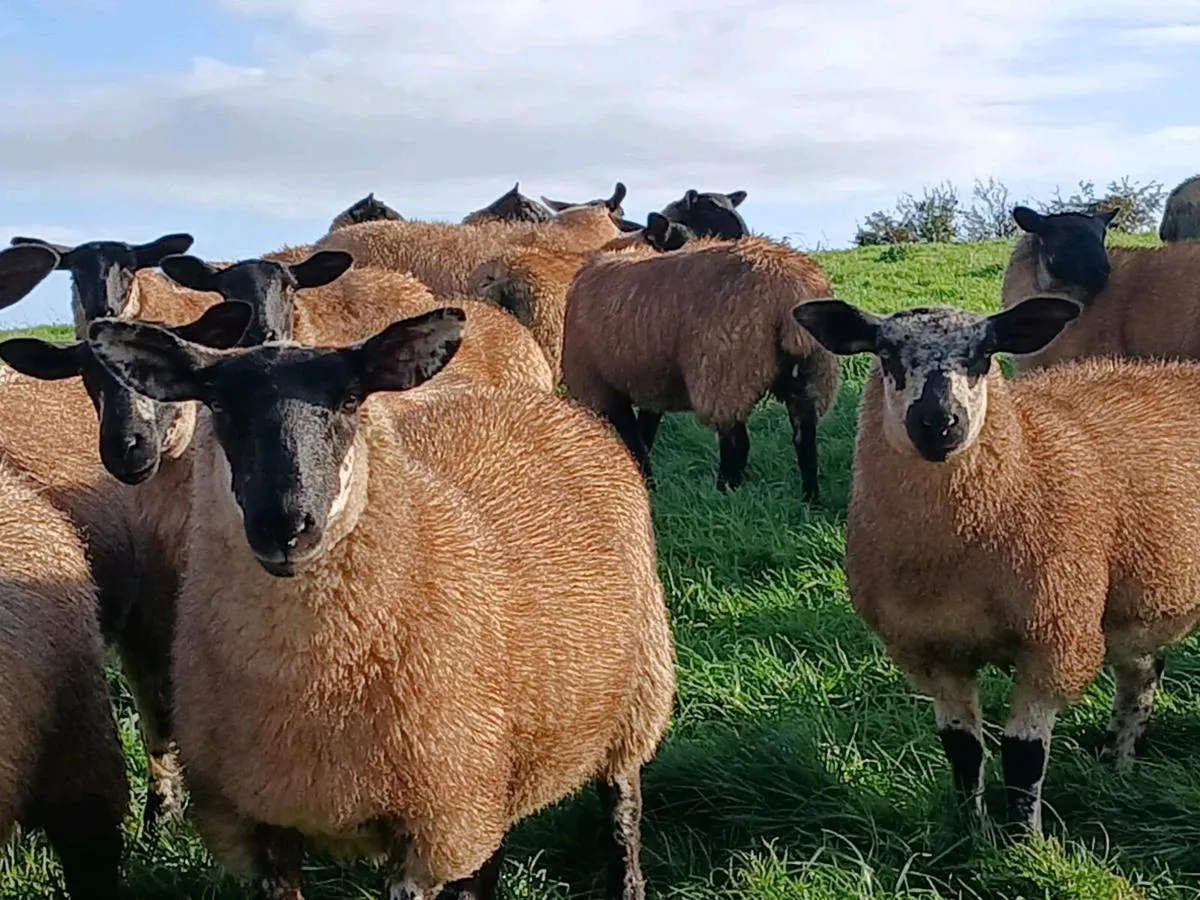 Ewe Lambs - Image 4