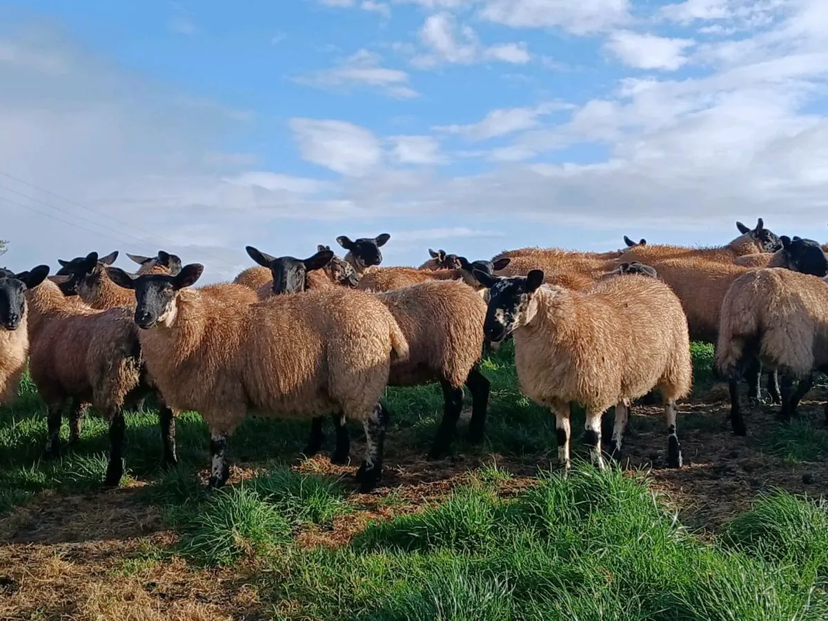 Ewe Lambs - Image 1