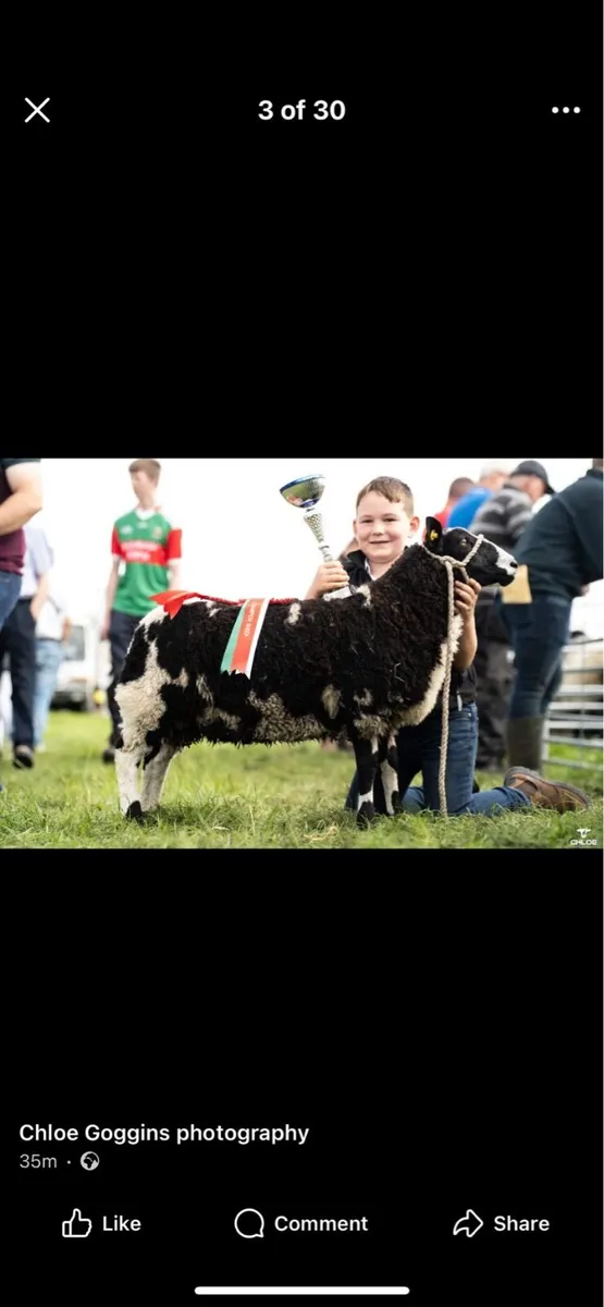 Pedigree spotted Dutch ram lamb - Image 1
