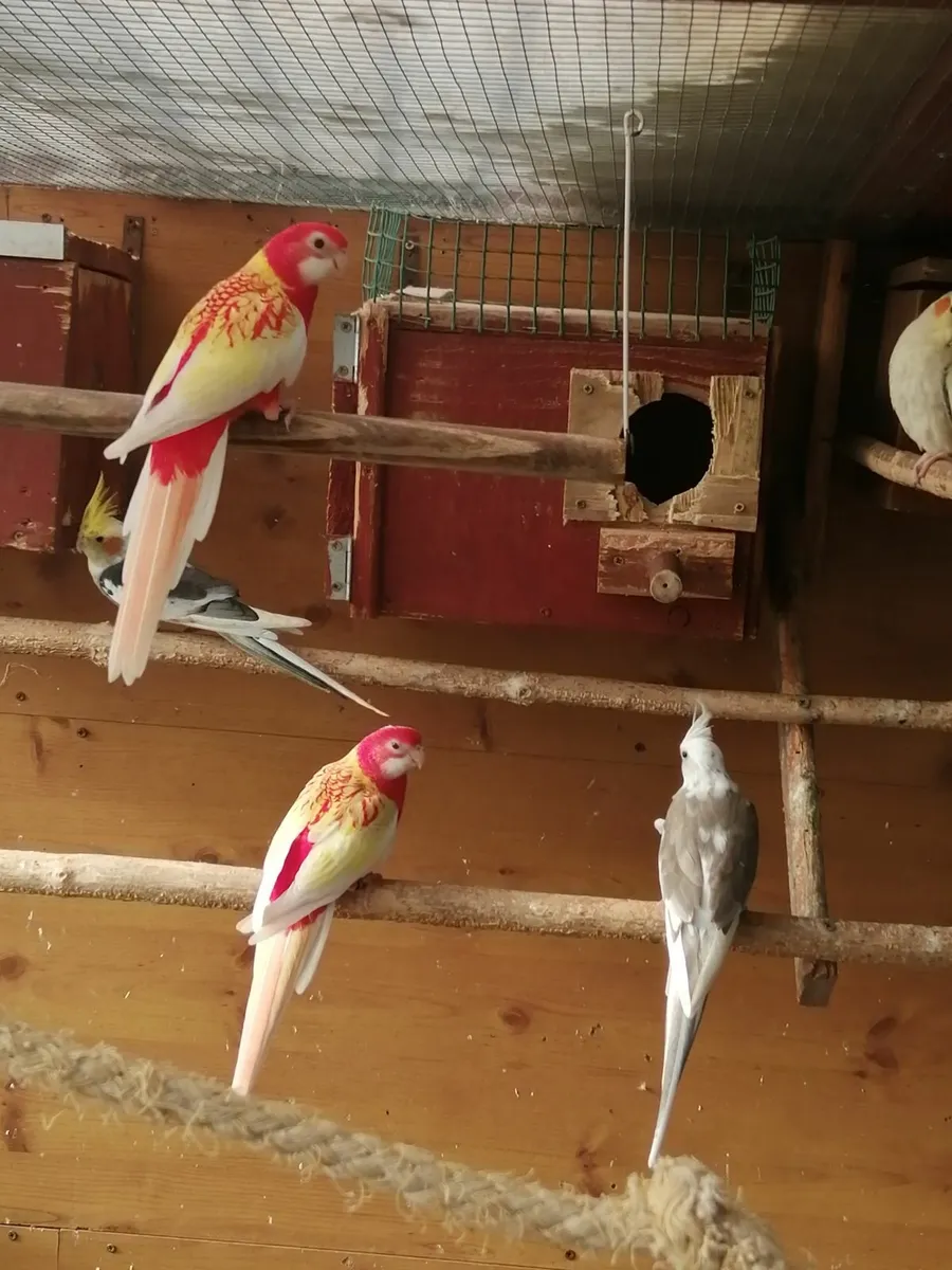 Rosella rubino - Image 2