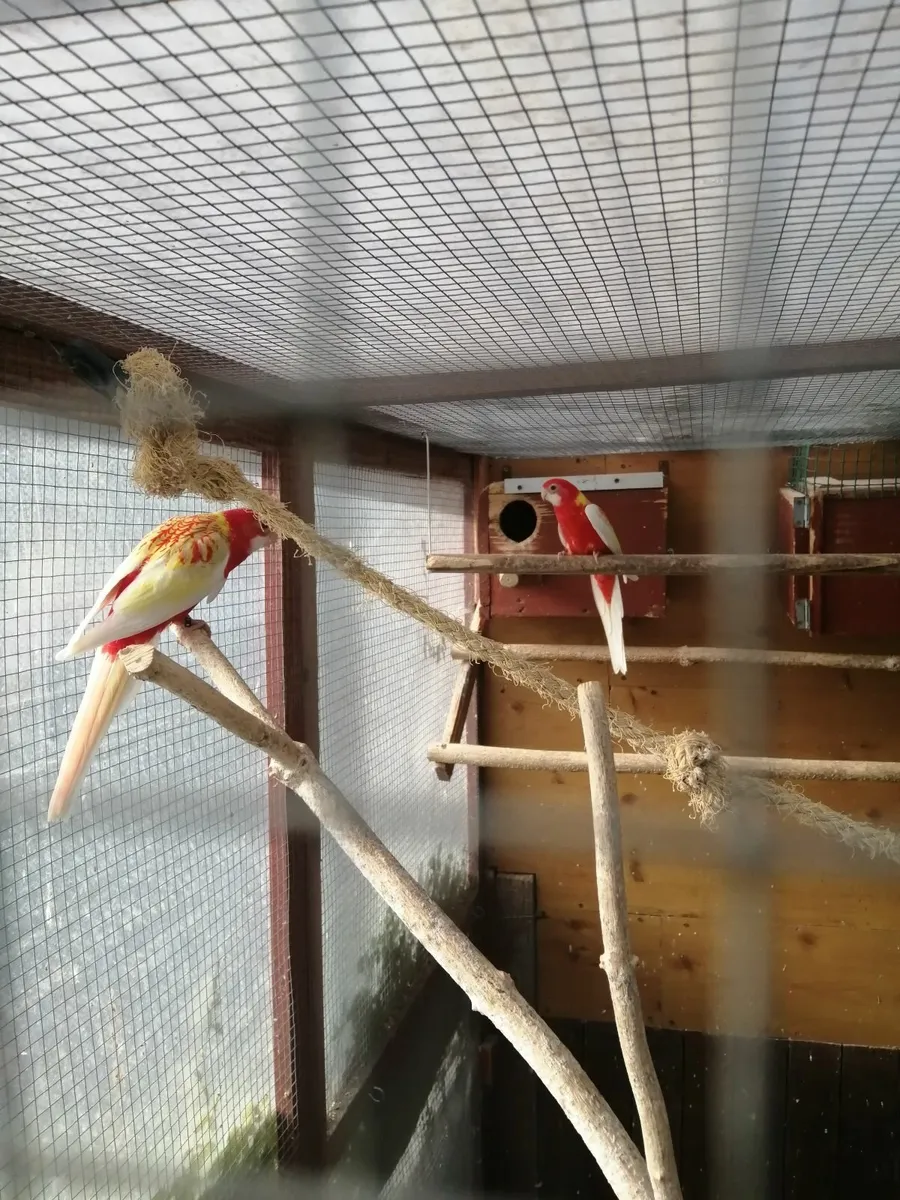 Rosella rubino - Image 3