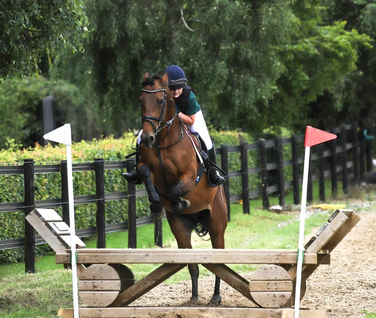 For Sale – Connie X , 16hh ISH Mare - Image 1
