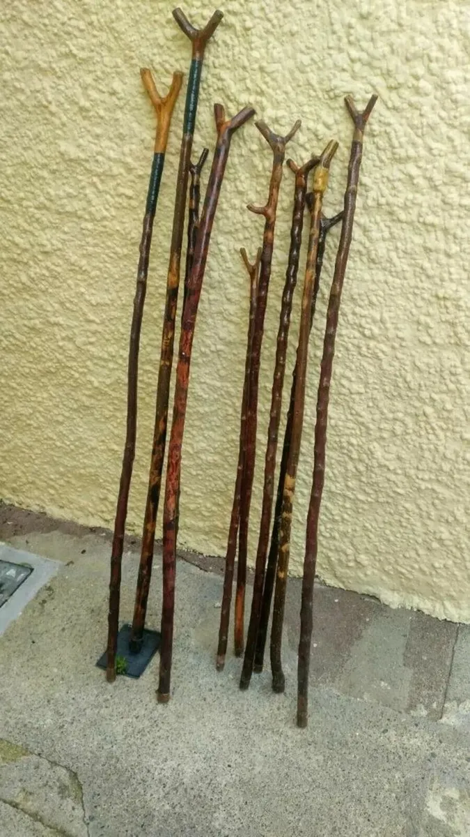 10 Blackthorn Rambling Sticks - Image 2