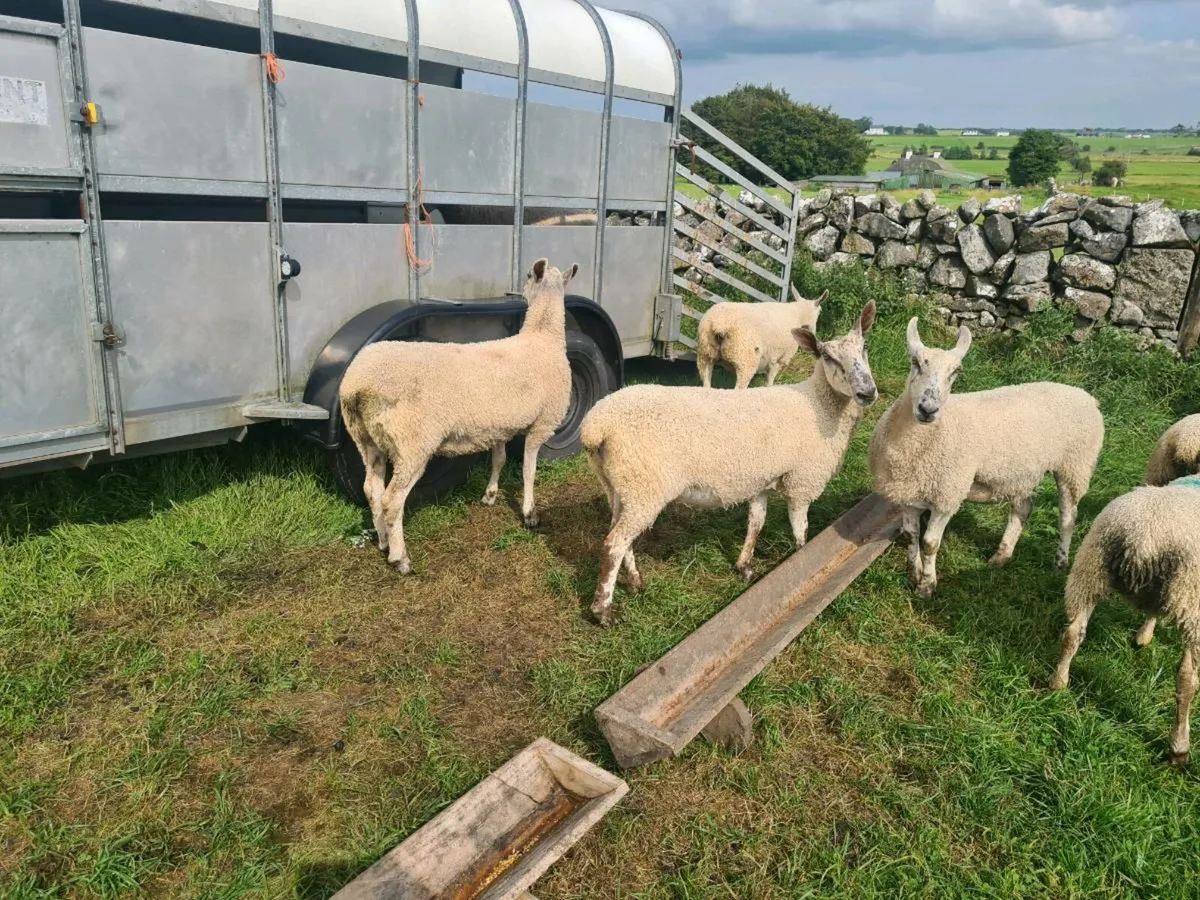 EWE HOGGETS - Image 2