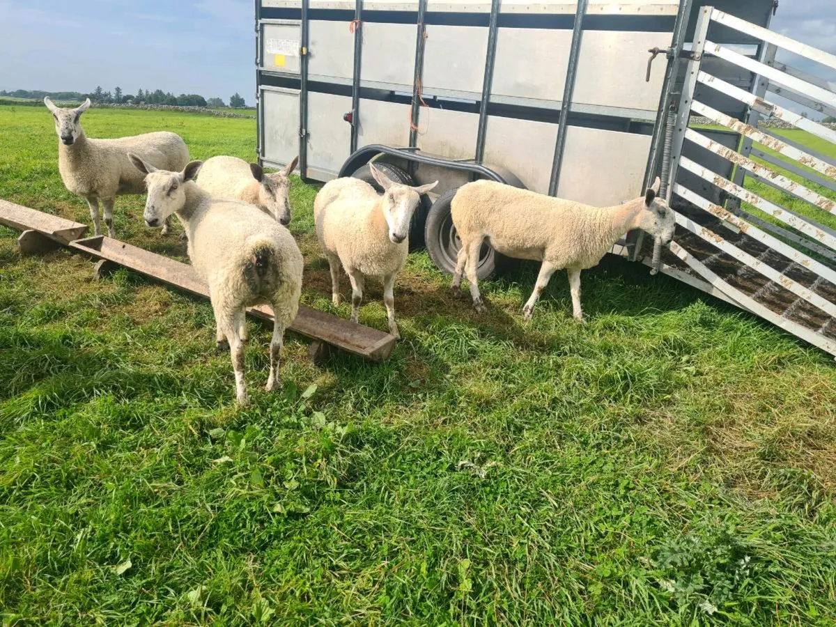 EWE HOGGETS - Image 1