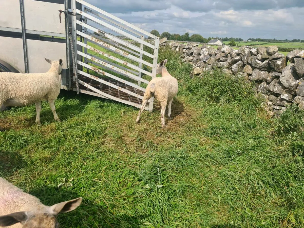 EWE HOGGETS - Image 3