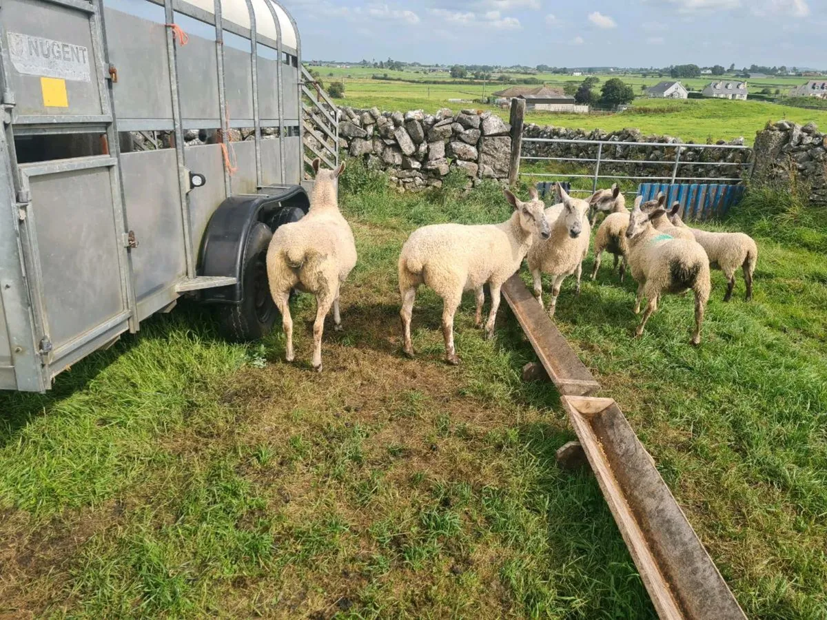 EWE HOGGETS - Image 4