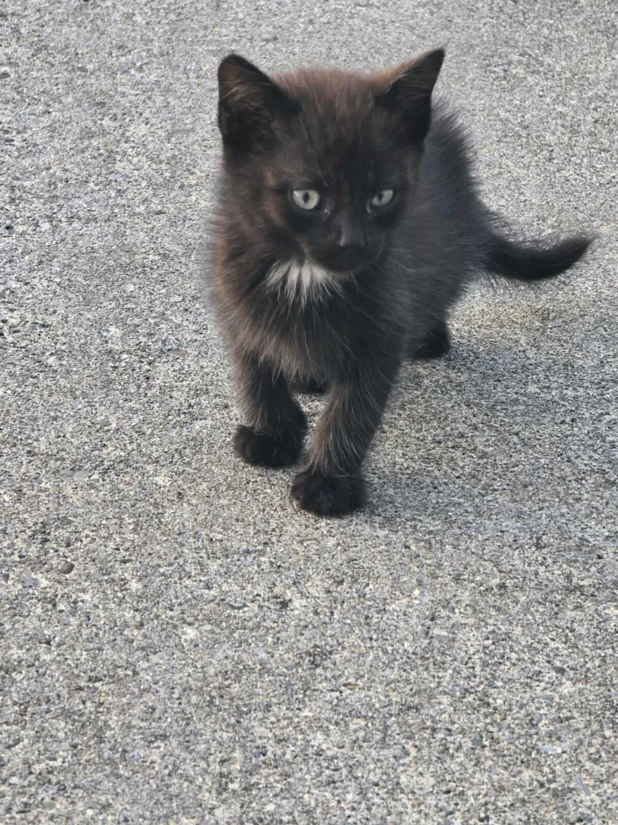 Male kitten - Image 1