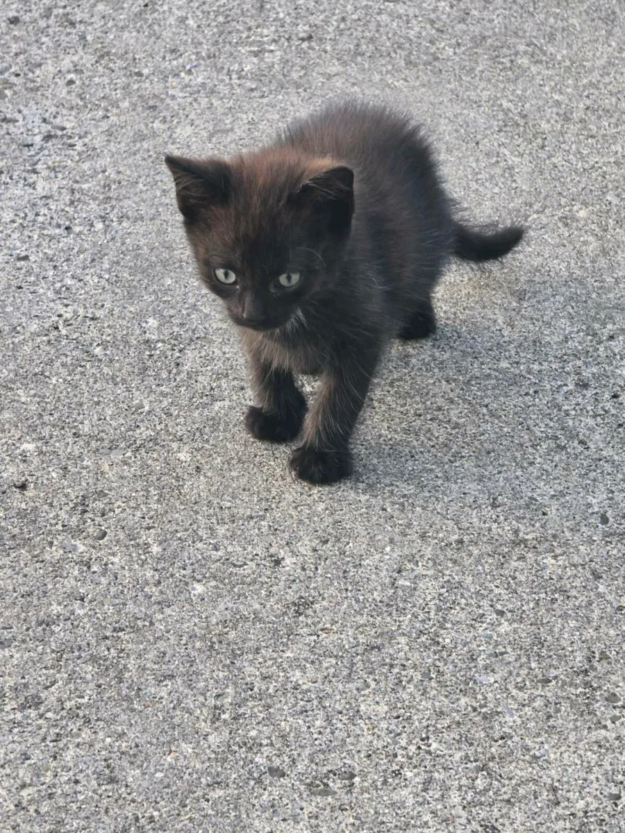 Male kitten - Image 2