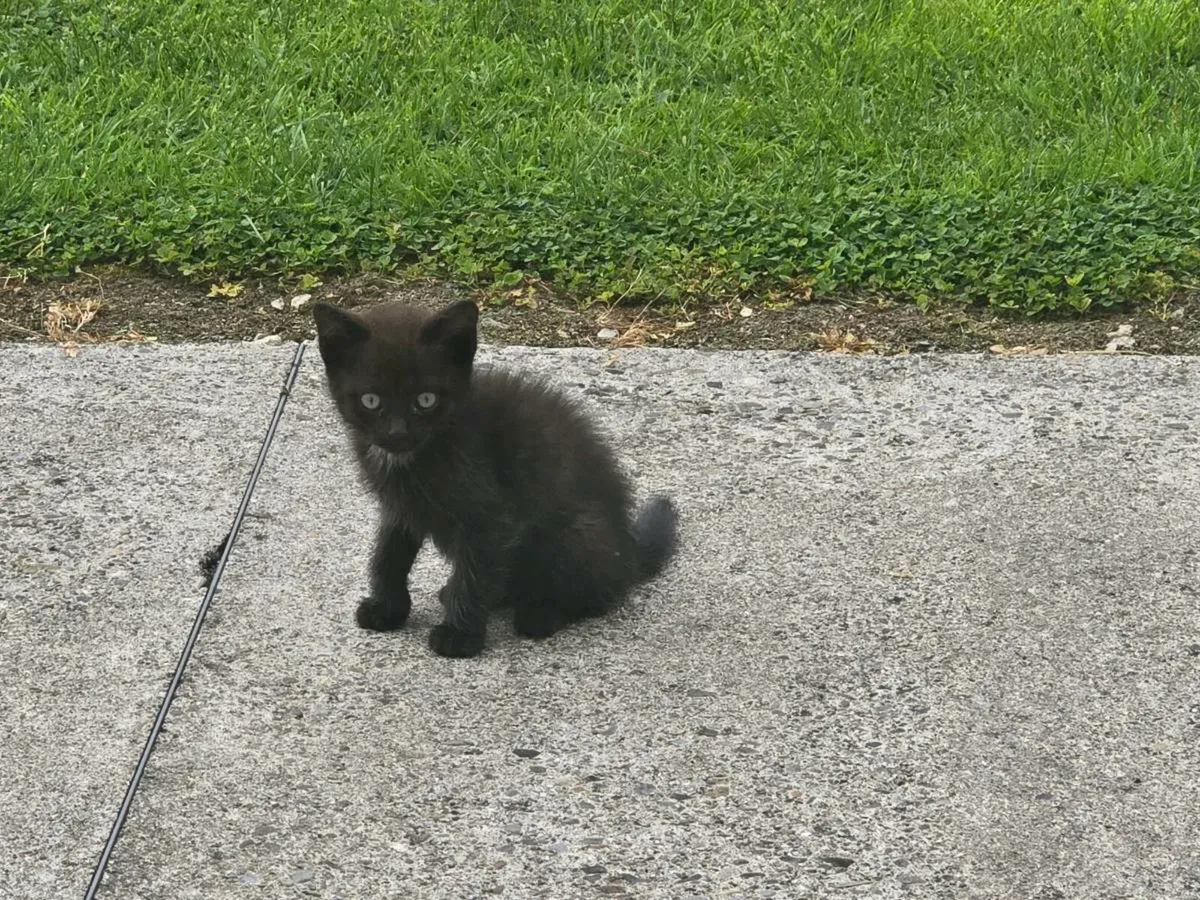 Male kitten - Image 3