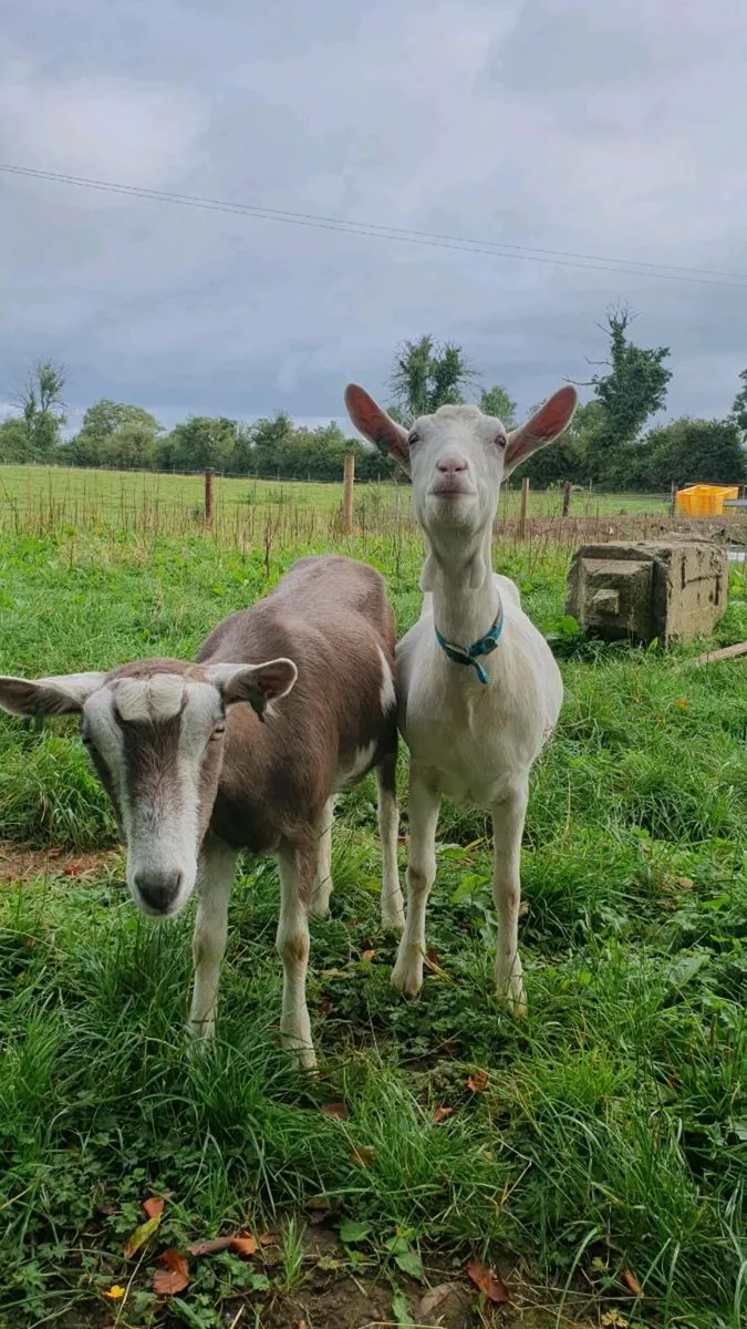 Goats - Image 1