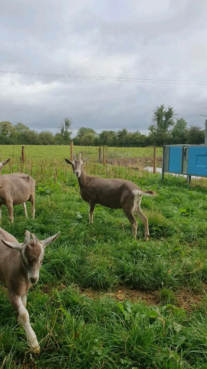 Goats - Image 2