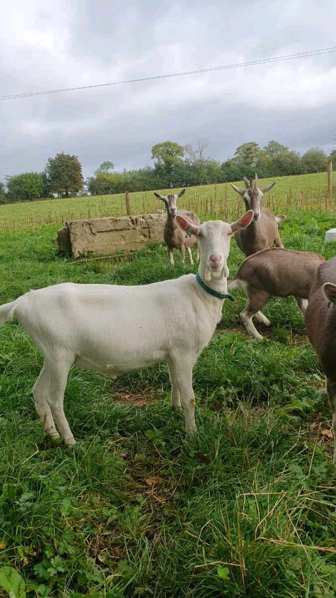 Goats - Image 3