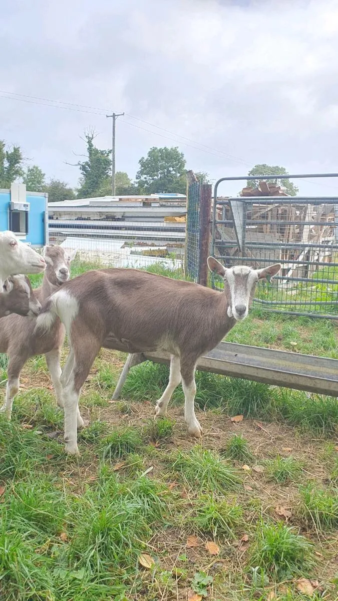 Goats - Image 4