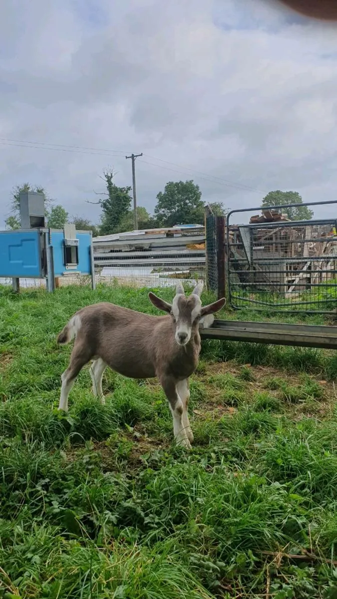 Goats