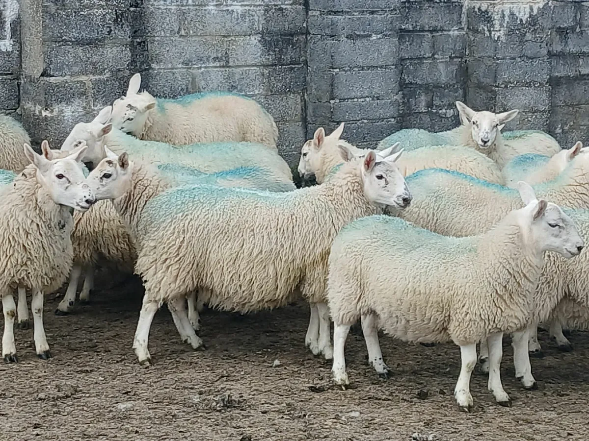 Sheep - Image 3