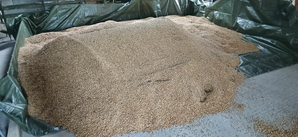 oats for sale