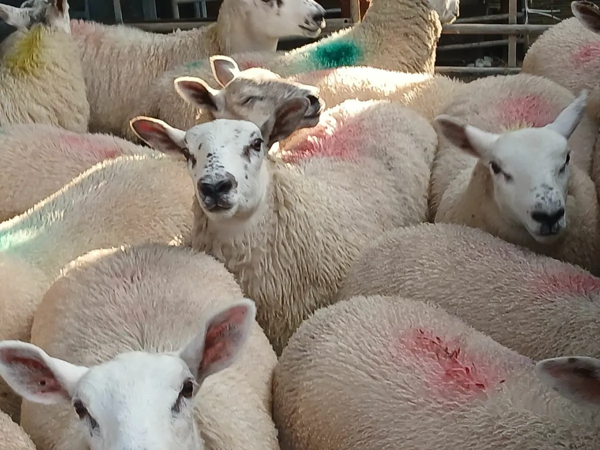 Sheep - Image 4
