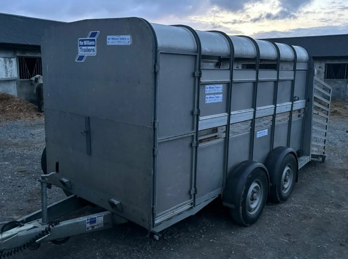 12ft Ifor williams Cattle trailer - Image 2