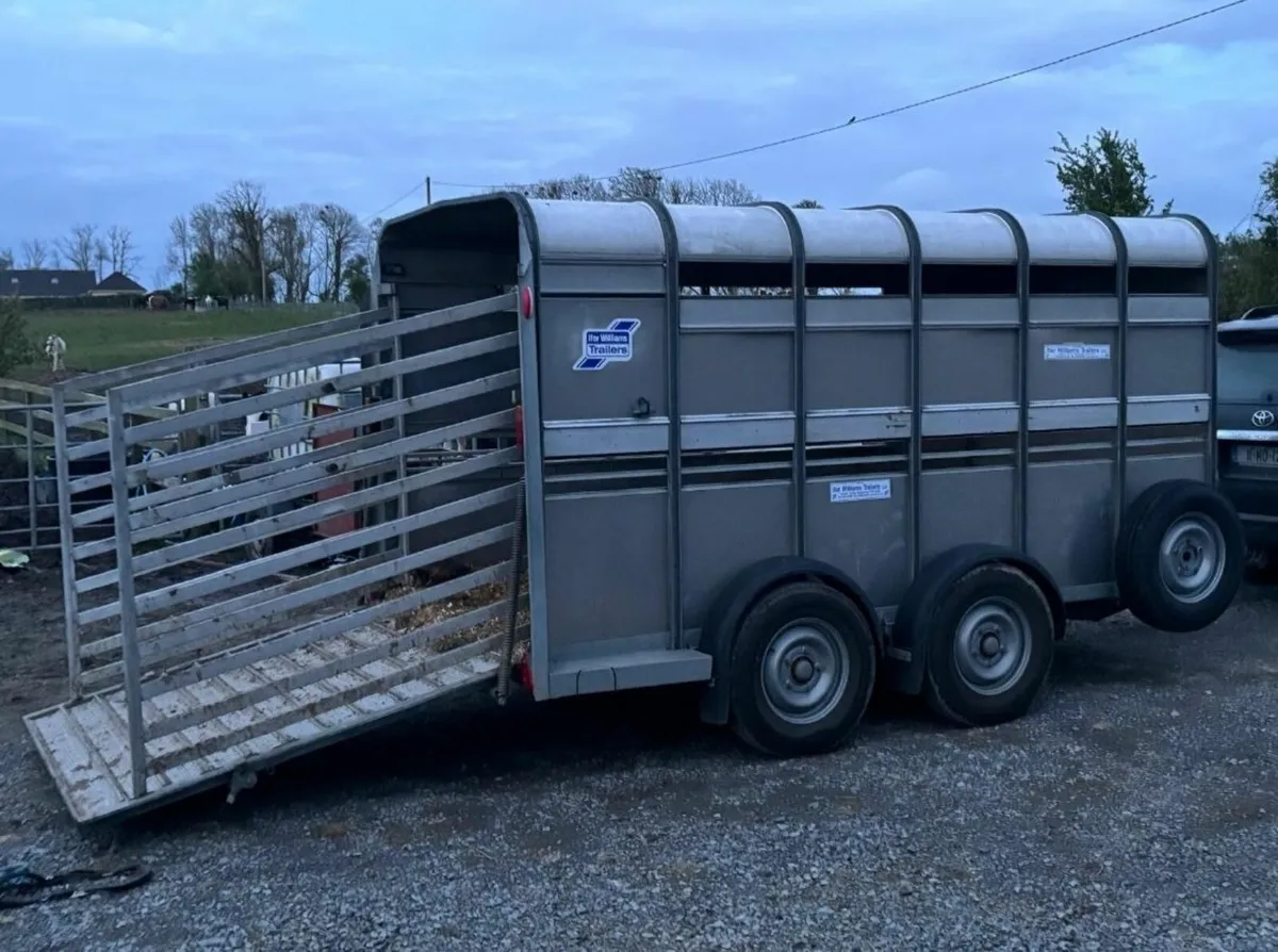 12ft Ifor williams Cattle trailer - Image 3