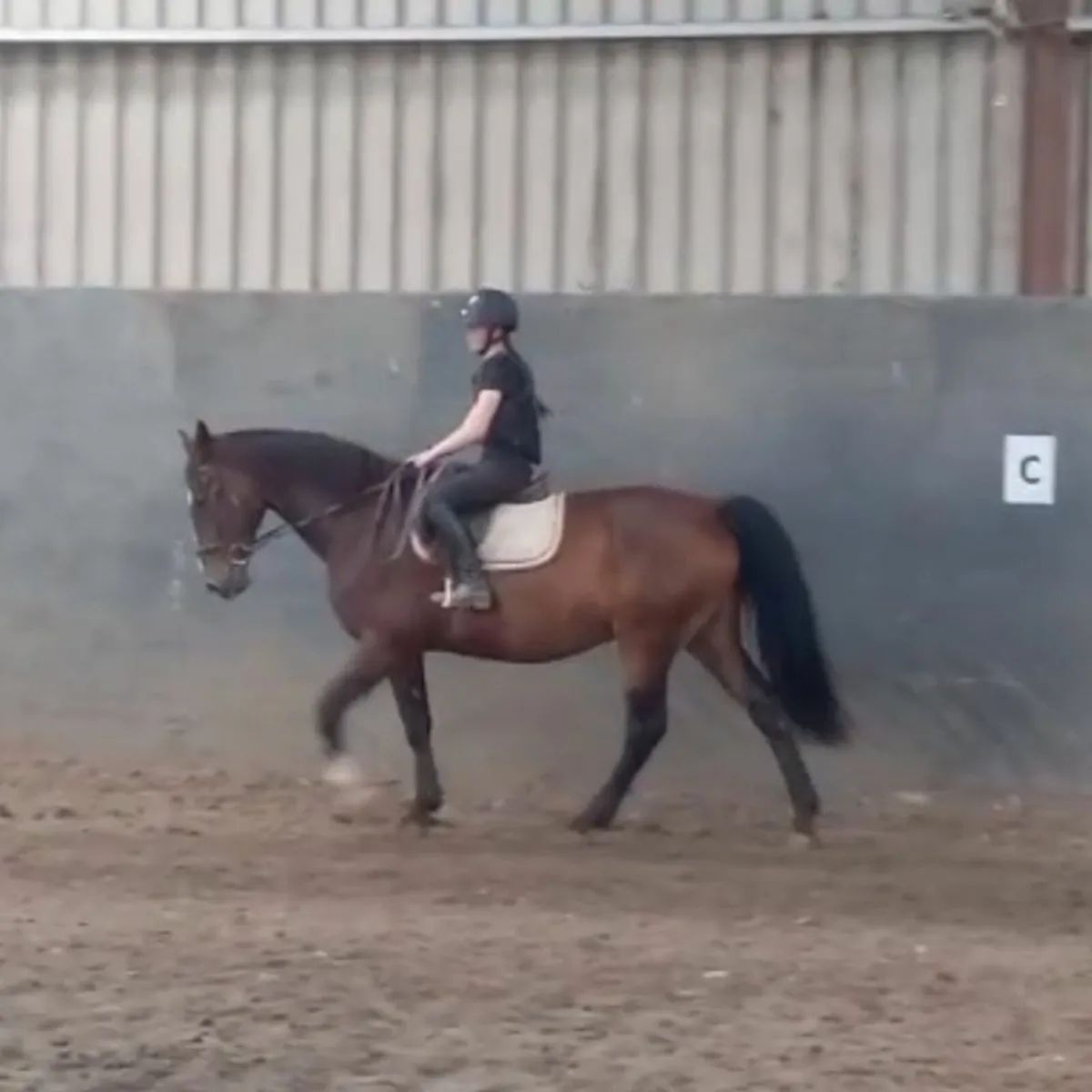 12 year old 16.2 HH - Image 1
