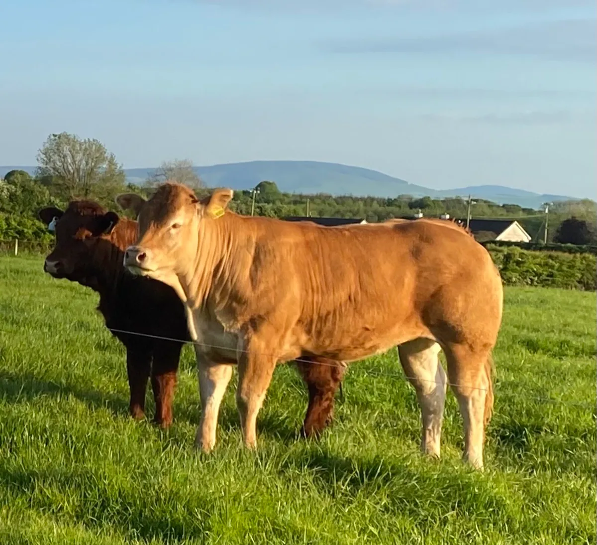 Show type pedigree Limousin - Image 1
