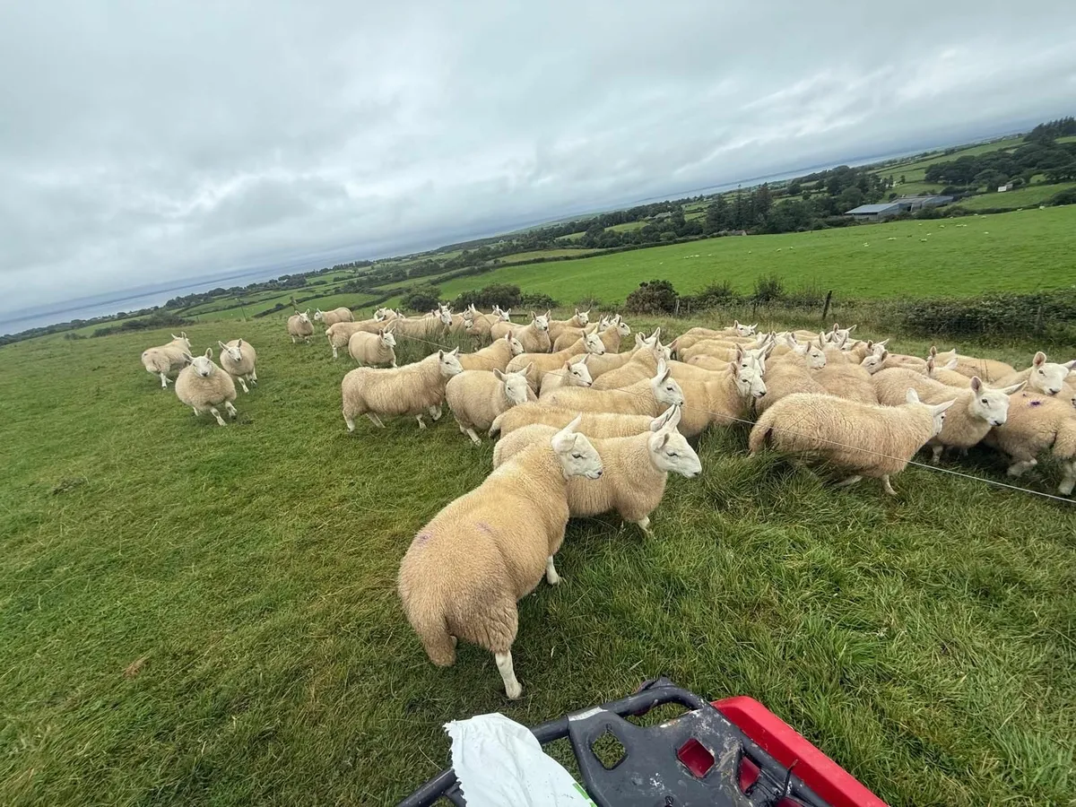 Sheep - Image 1