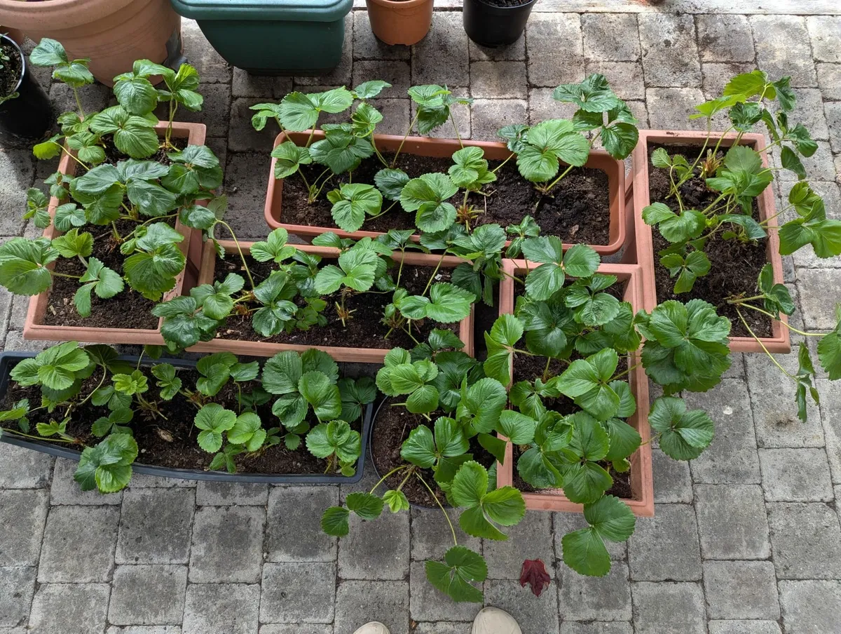 Strawberry plants - Image 1