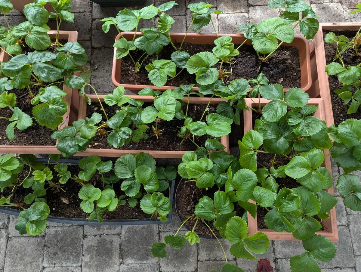 Strawberry plants - Image 2