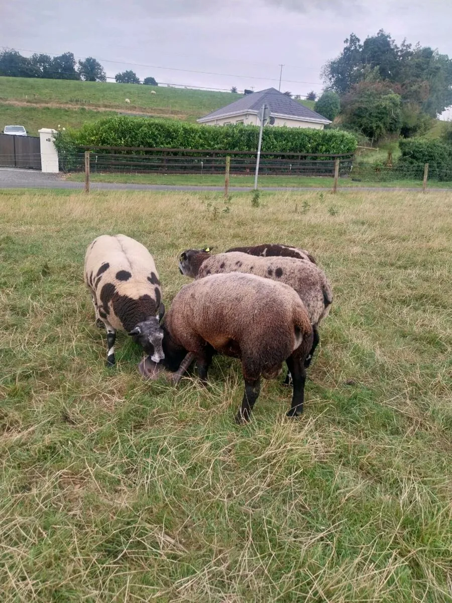 Rams - Image 1