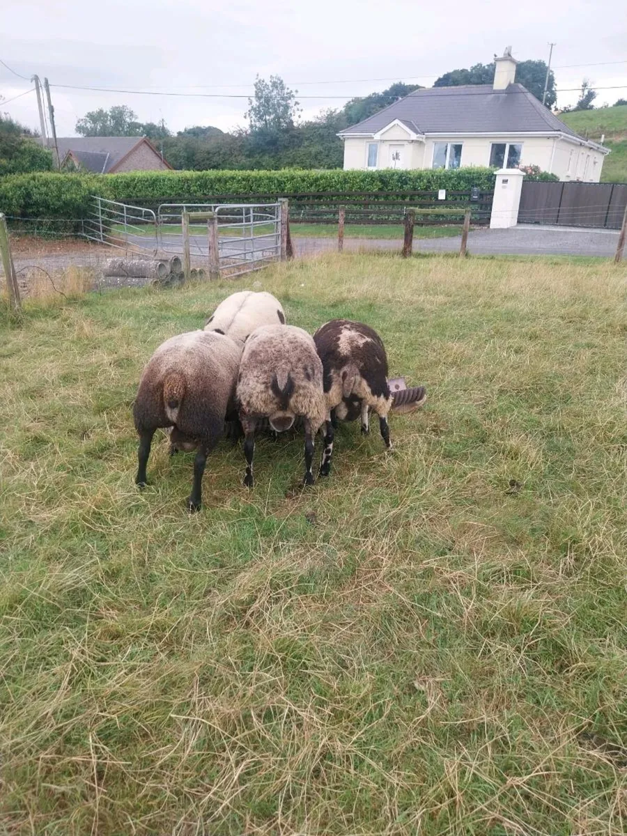 Rams - Image 2