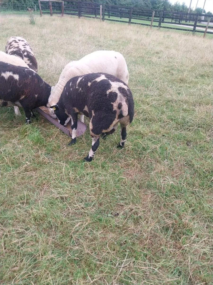 Rams - Image 3