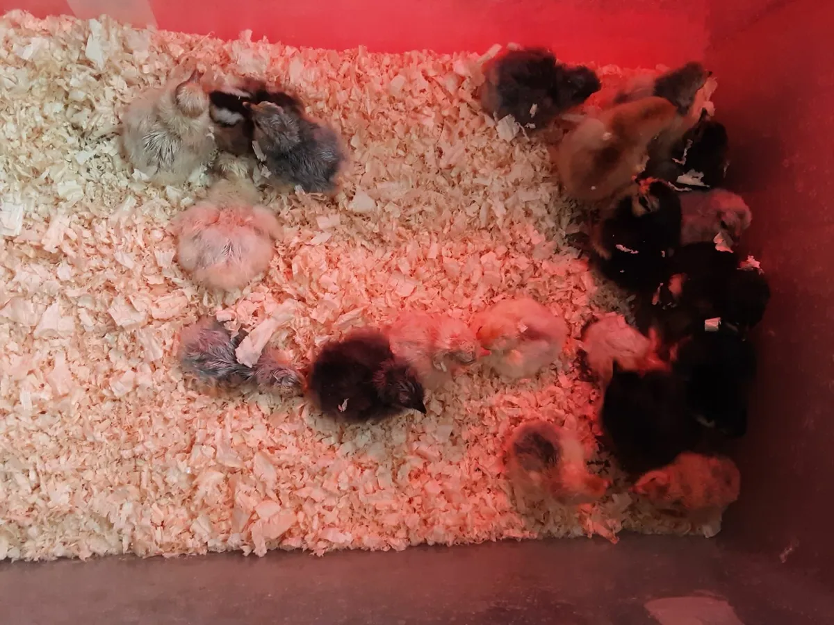 Day old silkie, pekin bantam and quail chicks - Image 1