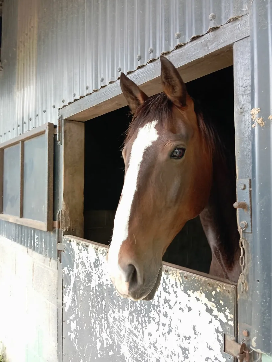 12 year old 16.2 HH - Image 4
