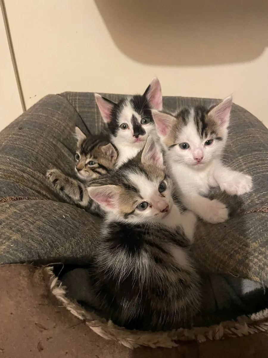 Kittens for sale - Image 1