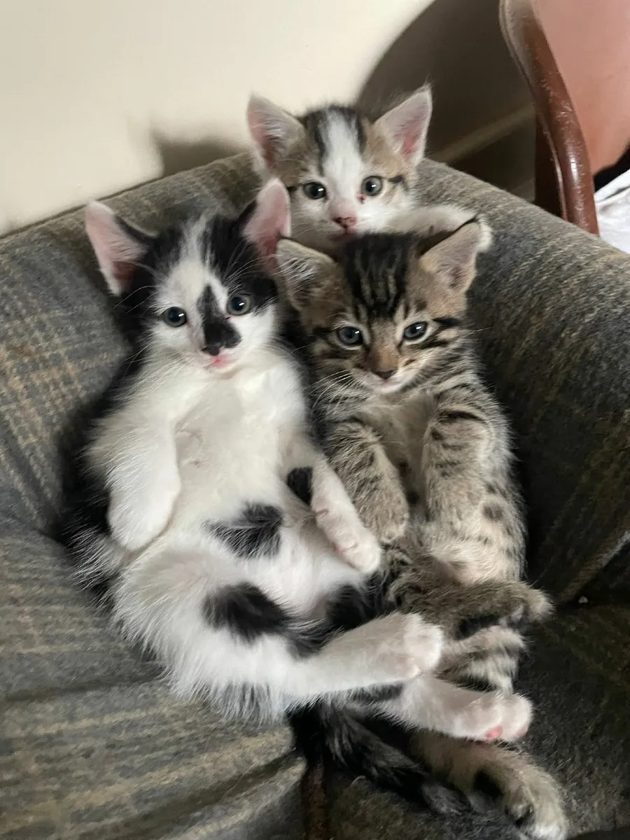 Kittens for sale - Image 2