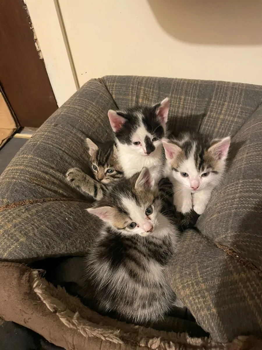 Kittens for sale - Image 3