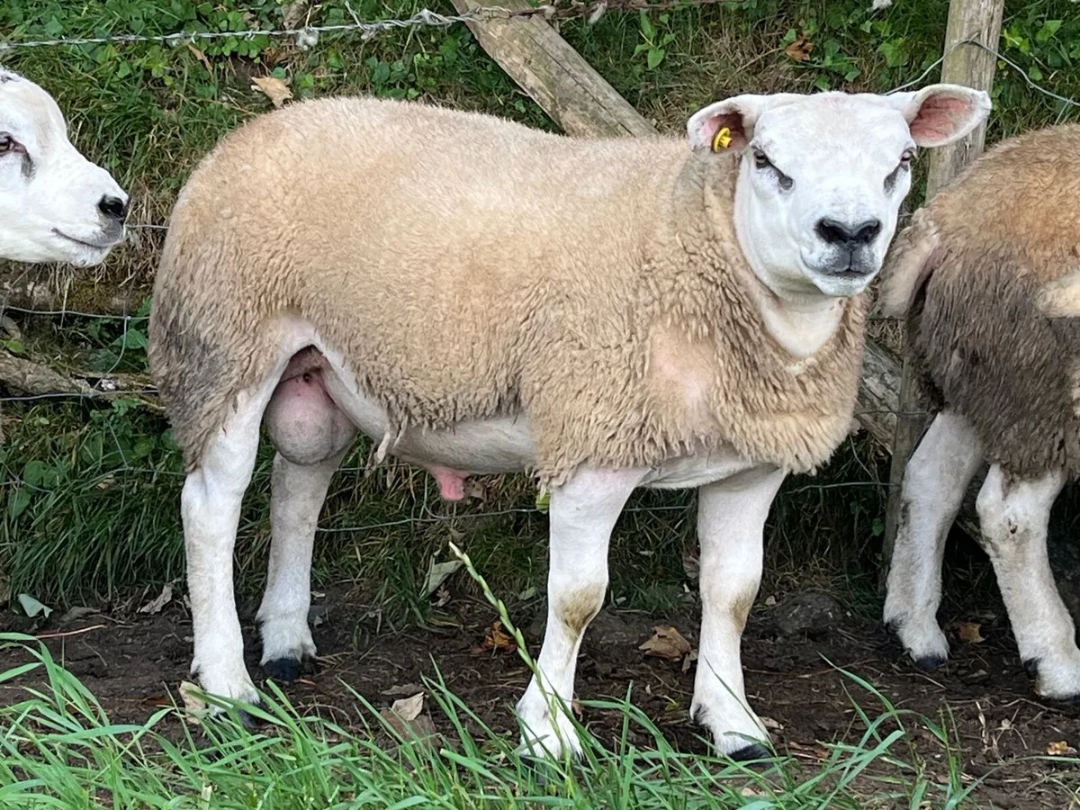 Pedigree Texel Ram Lambs - Image 1