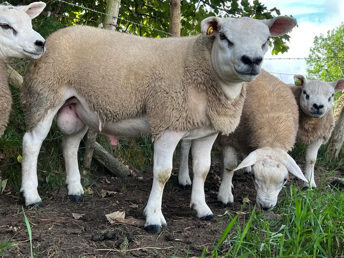 Pedigree Texel Ram Lambs - Image 2