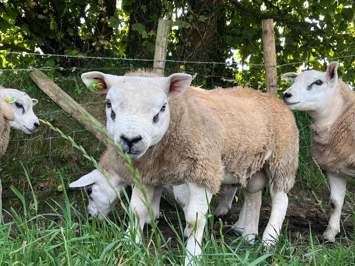 Pedigree Texel Ram Lambs - Image 3