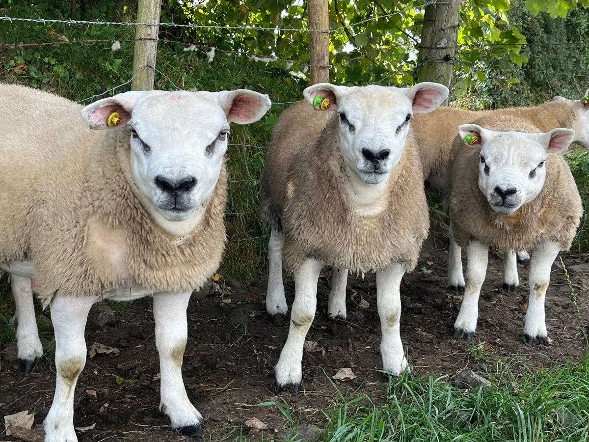 Pedigree Texel Ram Lambs - Image 4