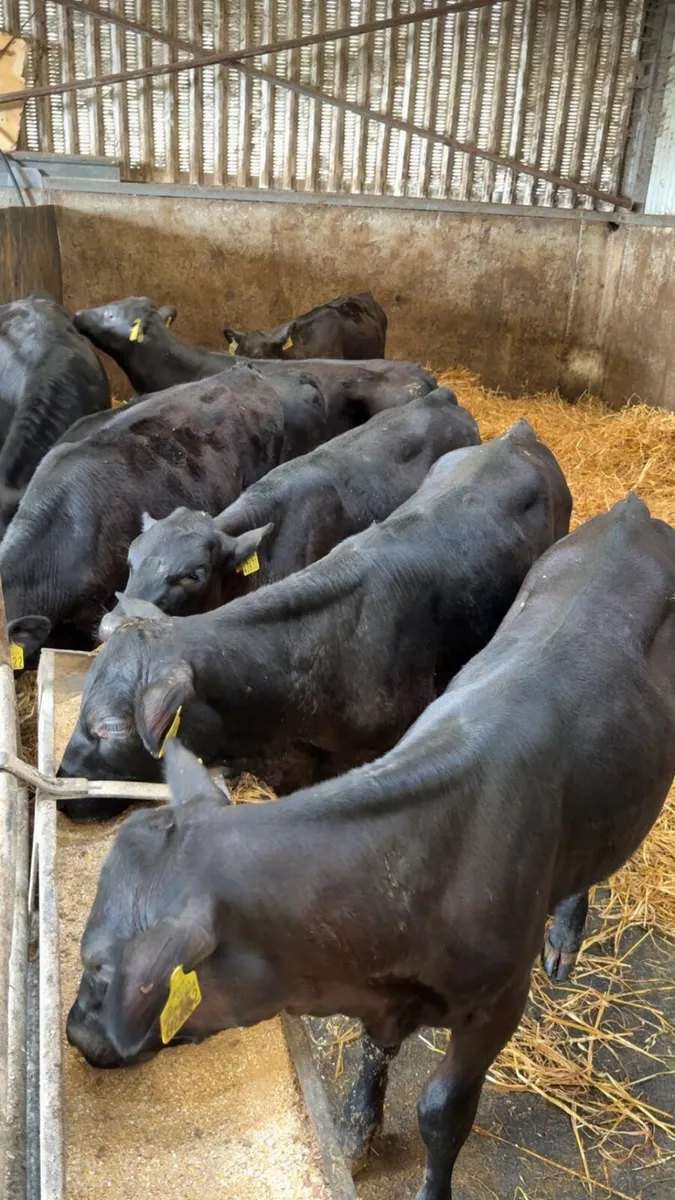 Weaned Angus calves - Image 1