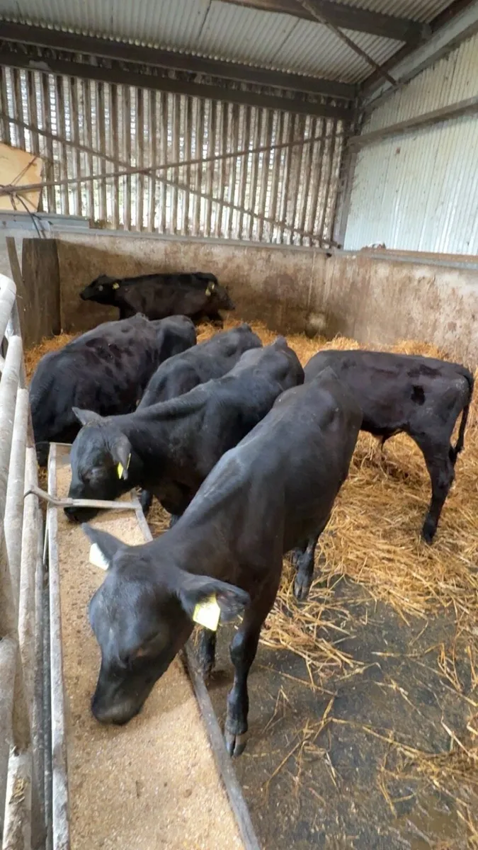 Weaned Angus calves - Image 2