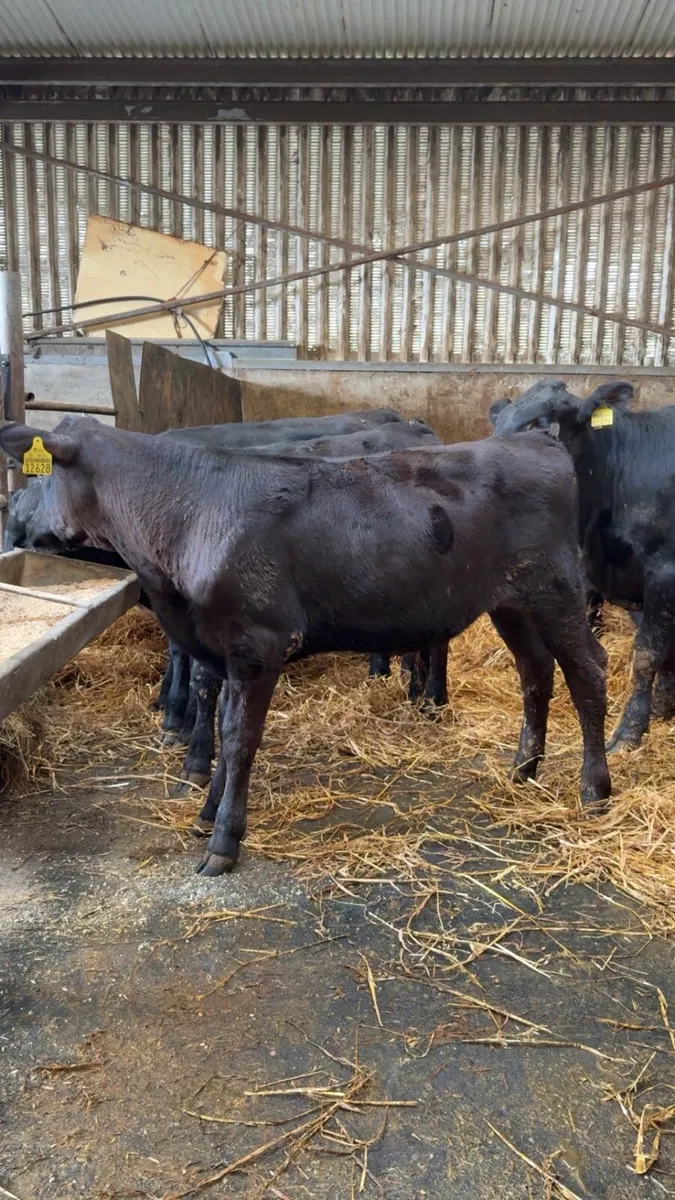 Weaned Angus calves - Image 3