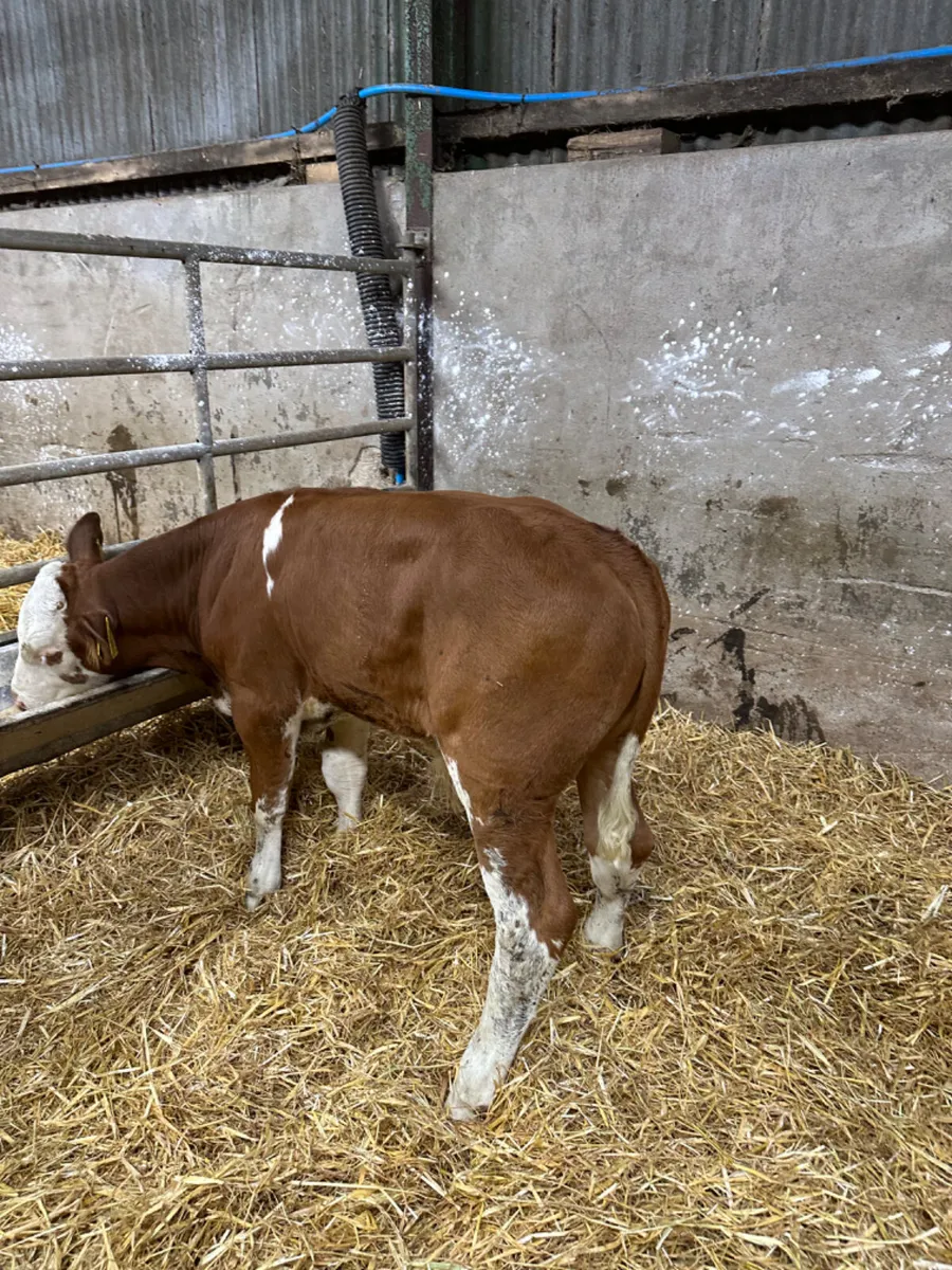 Beef bred bulls - Image 2