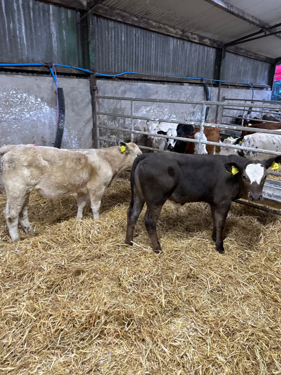 Beef bred bulls - Image 1